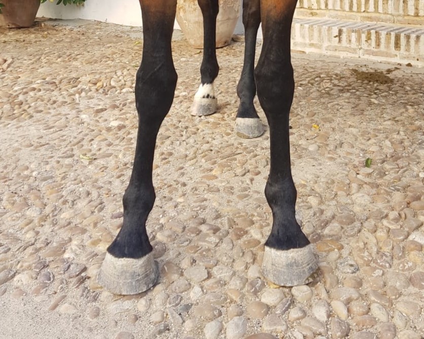 horse